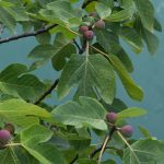 Methods to Prune Fig Bushes for Large Harvests