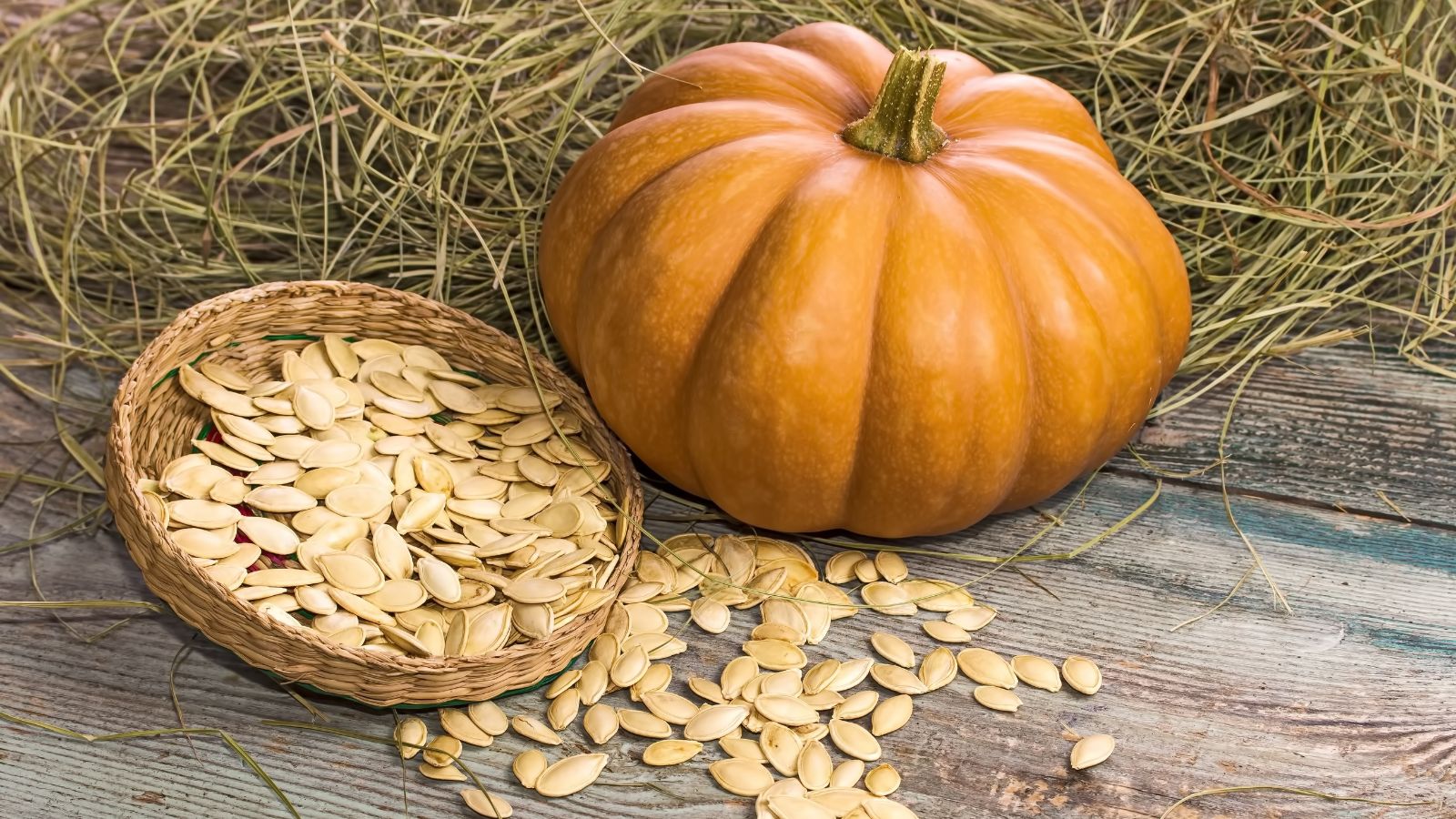 The right way to Save Pumpkin Seeds for Subsequent Yr: 7 Professional-Suggestions