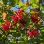 Tips on how to Plant, Develop, and Look after Highbush Cranberries