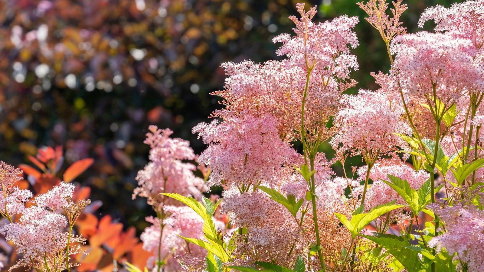 How one can Plant, Develop, and Look after Queen of the Prairie