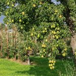 11 Pear Tree Rising Issues and Methods to Resolve Them