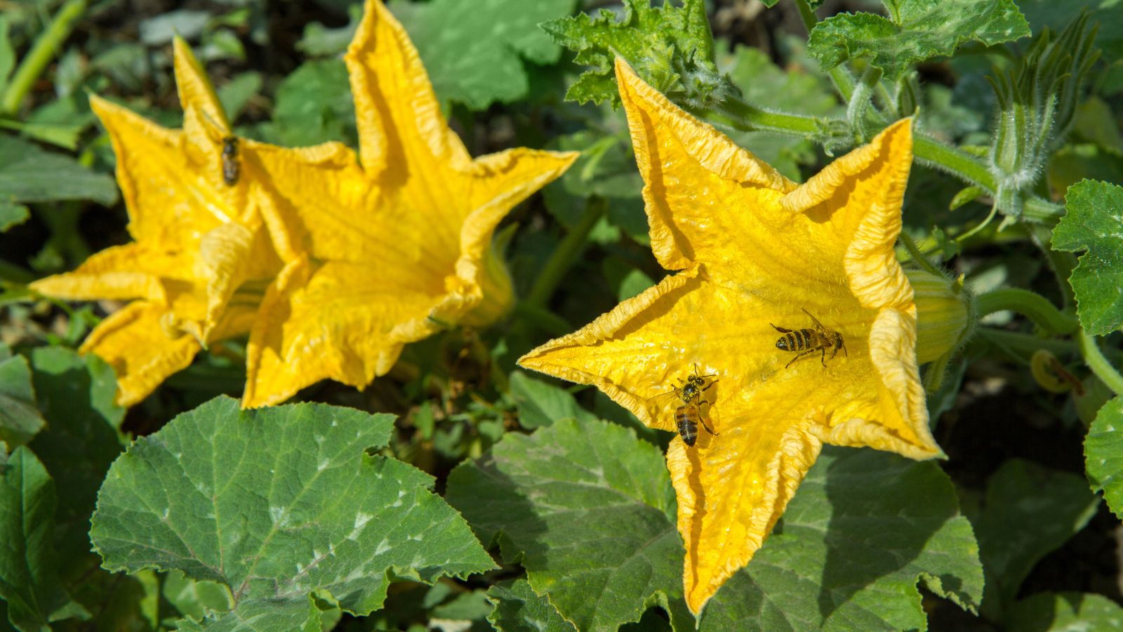 Multiple bright yellow flowers with textured petals, appearing to have bees flying nearby and entering the flower's openings