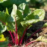 15 Companion Vegetation to Develop with Chard