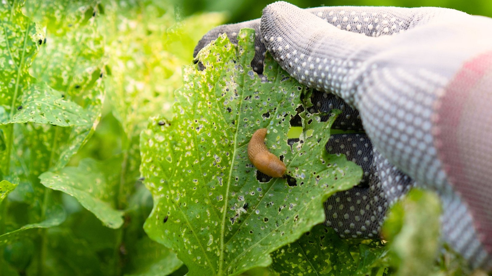 7 Errors to Keep away from When Preventing Backyard Pests