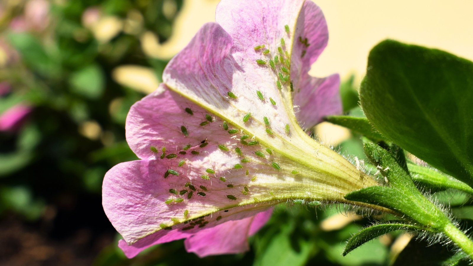 7 Petunia Pests: ID and Therapy