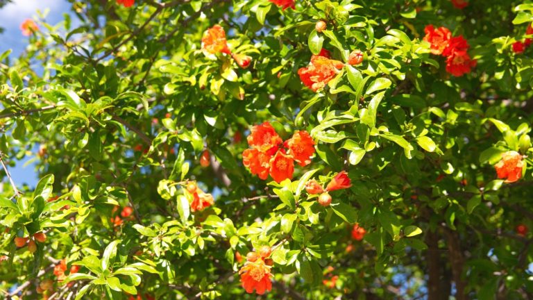 7 Causes There’s No Fruit on Your Pomegranate Tree