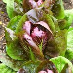 11 Companion Crops to Develop with Radicchio