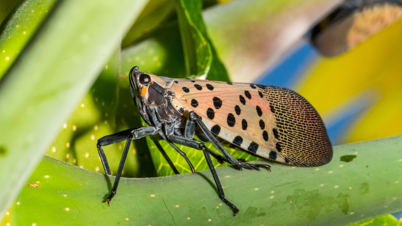 ID and Handle Them within the Backyard