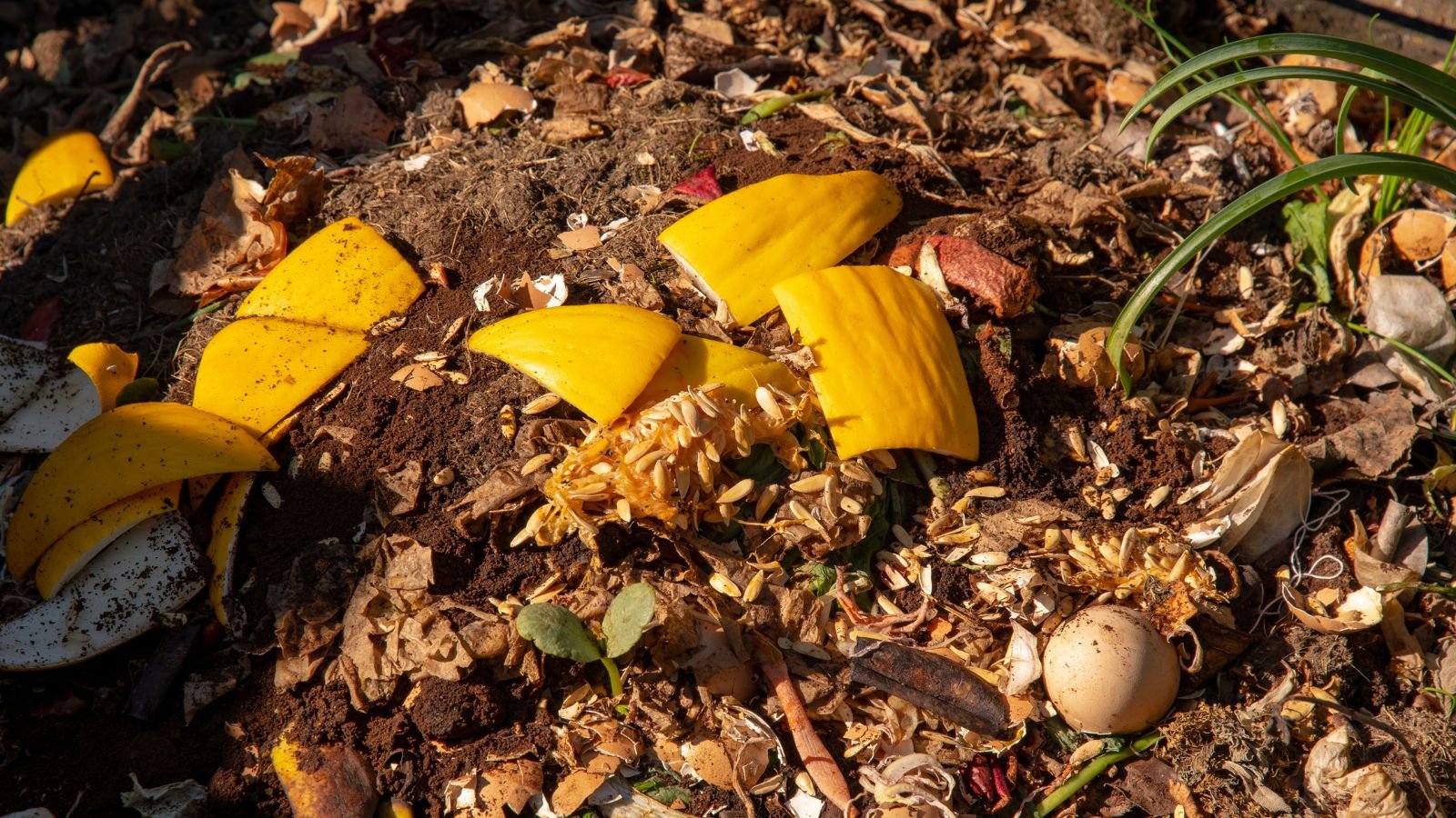 A close-up shot of broken pieces of squash scattered along various organic fertilizer placed on a ground in a well lit area outdoors.