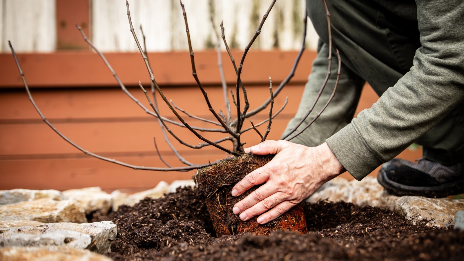 Close-up of a man transplanting a young Ficus carica tree with thin, bare branches into a raised garden bed.
