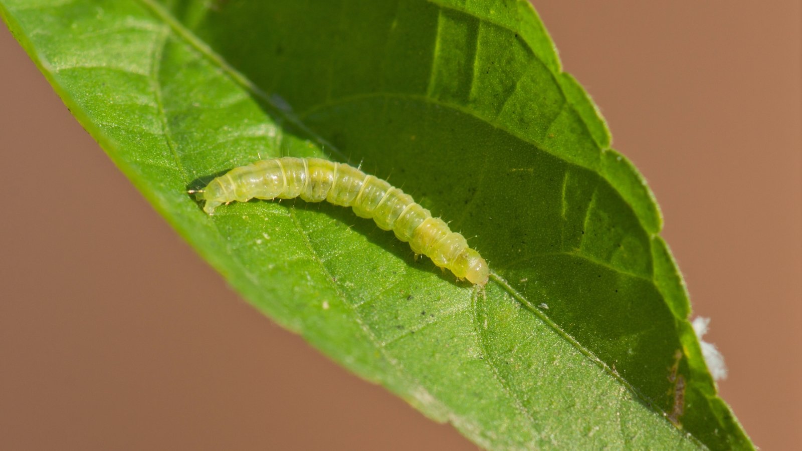 Close-up of a small, caterpillar-like larvae of pale green color with a segmented soft body on a green leaf.