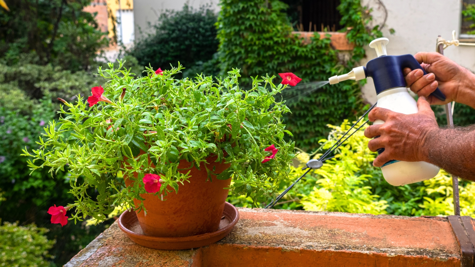 Close-up of a man's hands spraying pesticides on blooming red petunias in a large clay pot on a balcony.