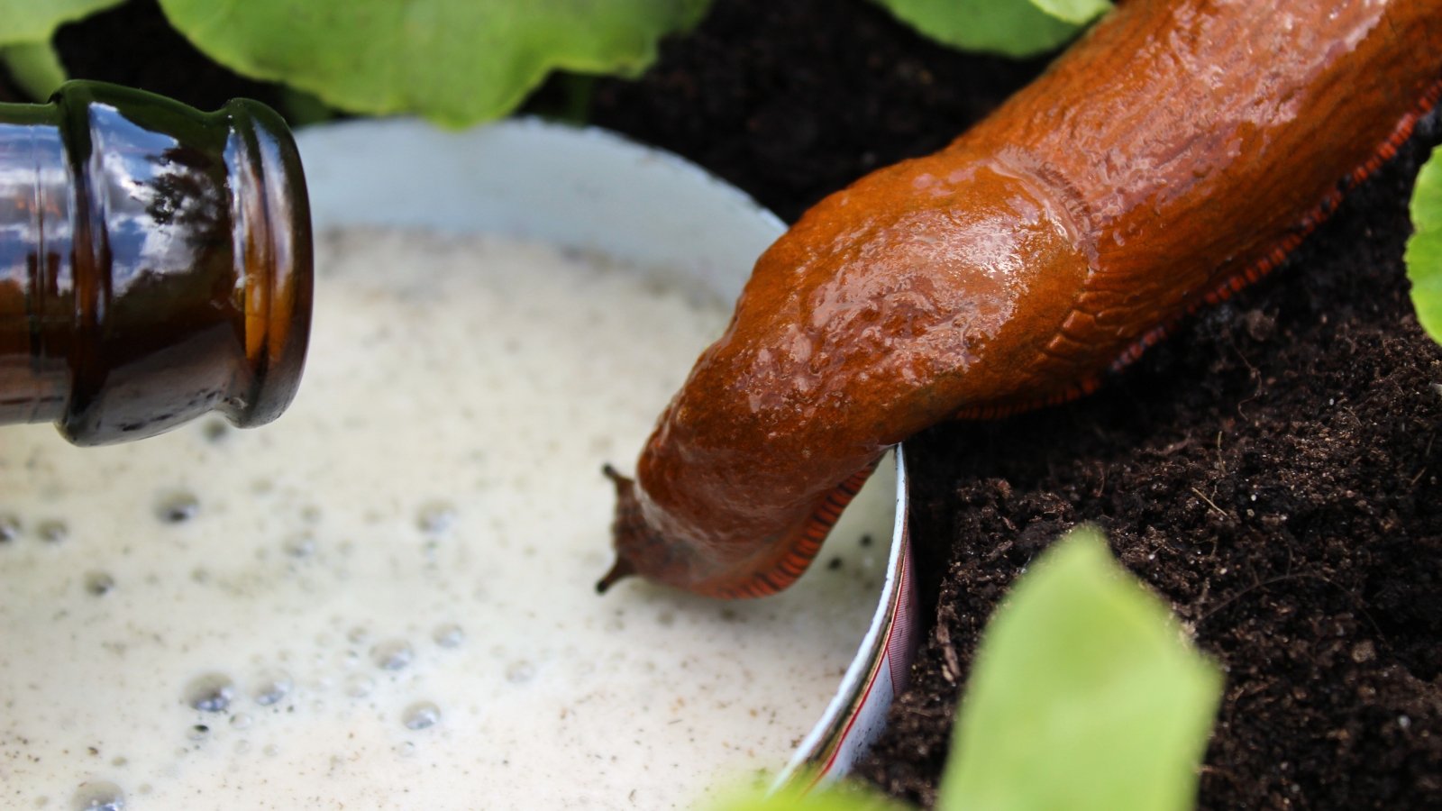 Close-up of a slug near a beer trap consisting of a plate filled with foamy beer.