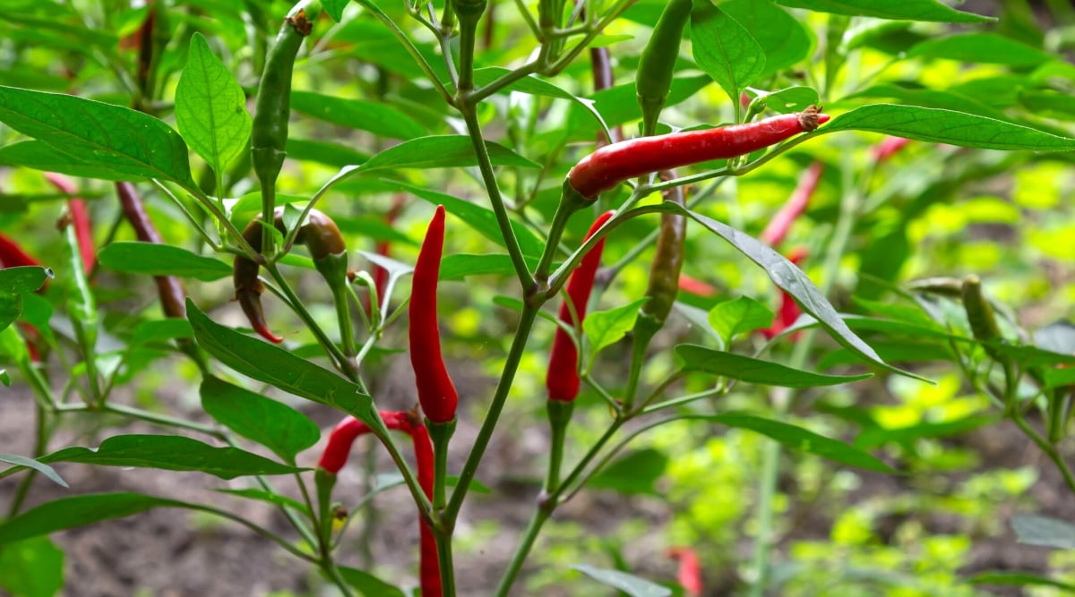 Close-up of ripe hot peppers on a bush in the garden. The plant has green, slightly glossy leaves, slightly elongated with a pointed tip. The fruits are small, narrow, oblong, dark red in color, with pointed tips.