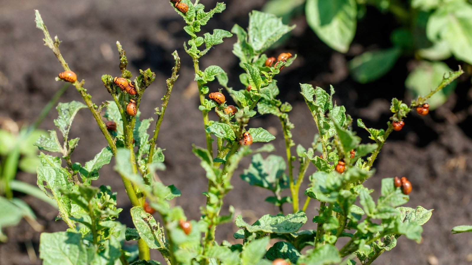 Close-up of a potato plant infested with Colorado potato beetles feeding on its leaves and stems.
