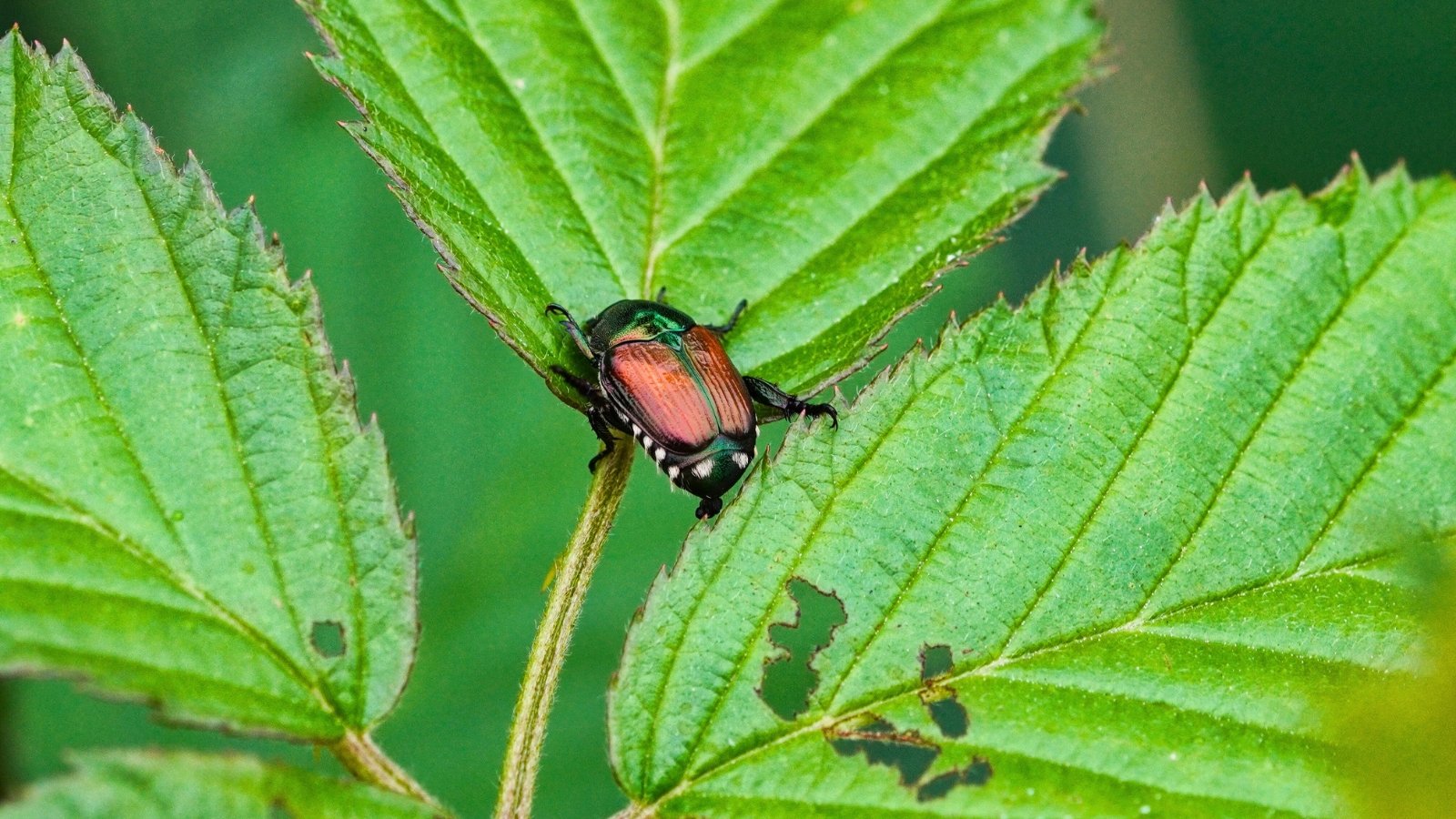 The Japanese beetle is a small, metallic green insect with copper-colored wings that munches on leaves, leaving behind a lace-like pattern of damaged, skeletonized foliage.
