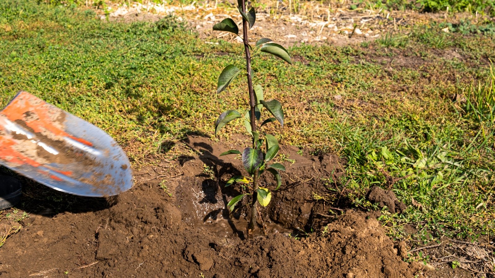 Close-up of a freshly planted young fruit tree with dark green oval leaves along a vertical, smooth, dark brown trunk set in moist, watered soil.
