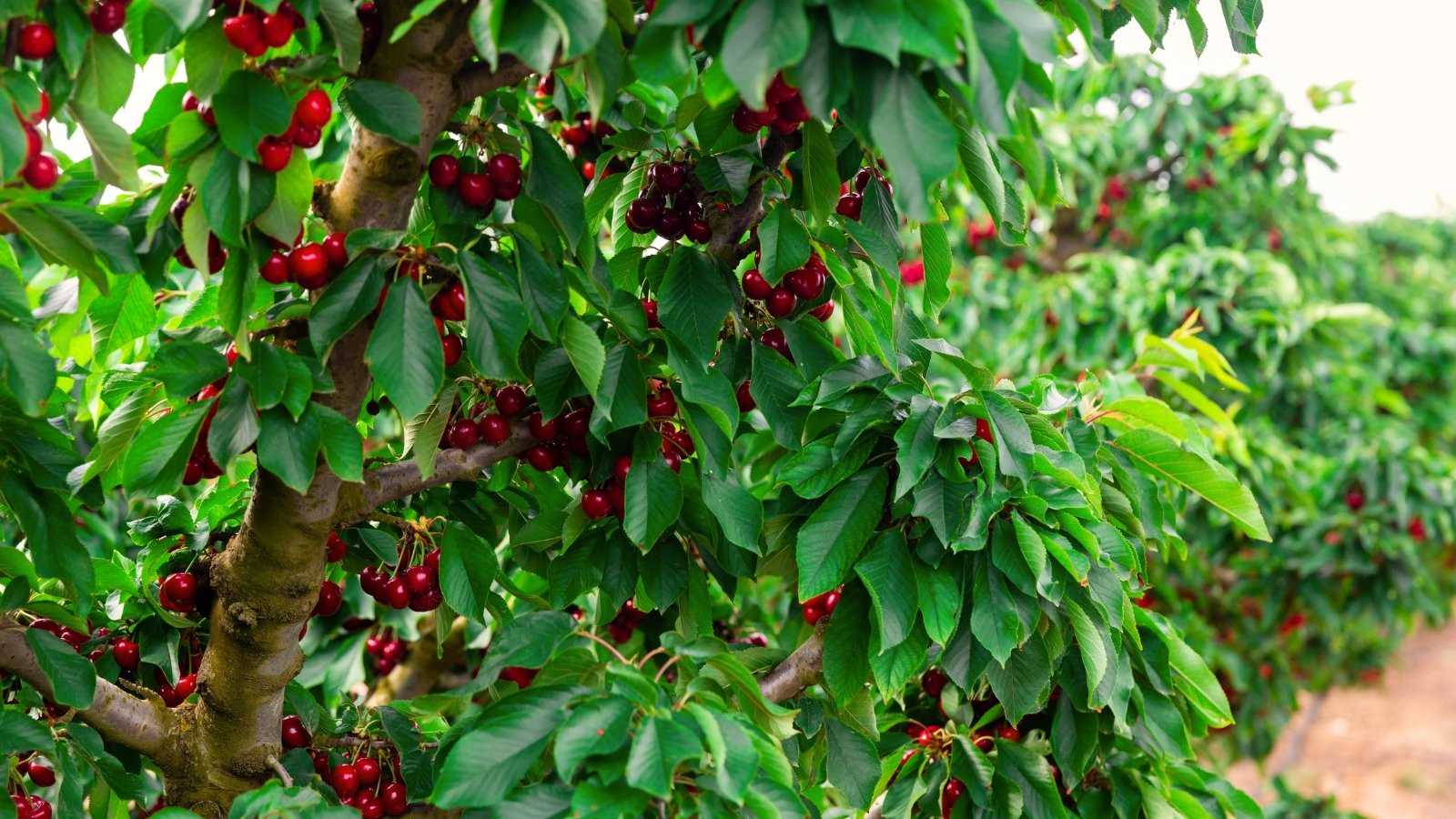 Clusters of small, bright red fruits hang among dense, glossy green leaves on thin branches.
