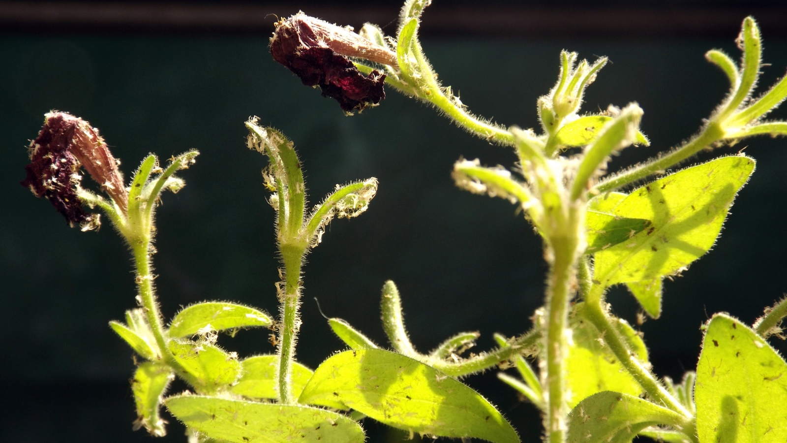 The Petunia plant affected by spider mites exhibits stippled, discolored leaves with fine webbing.