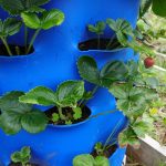 Winterize Your GreenStalk Strawberry Backyard: X Ideas