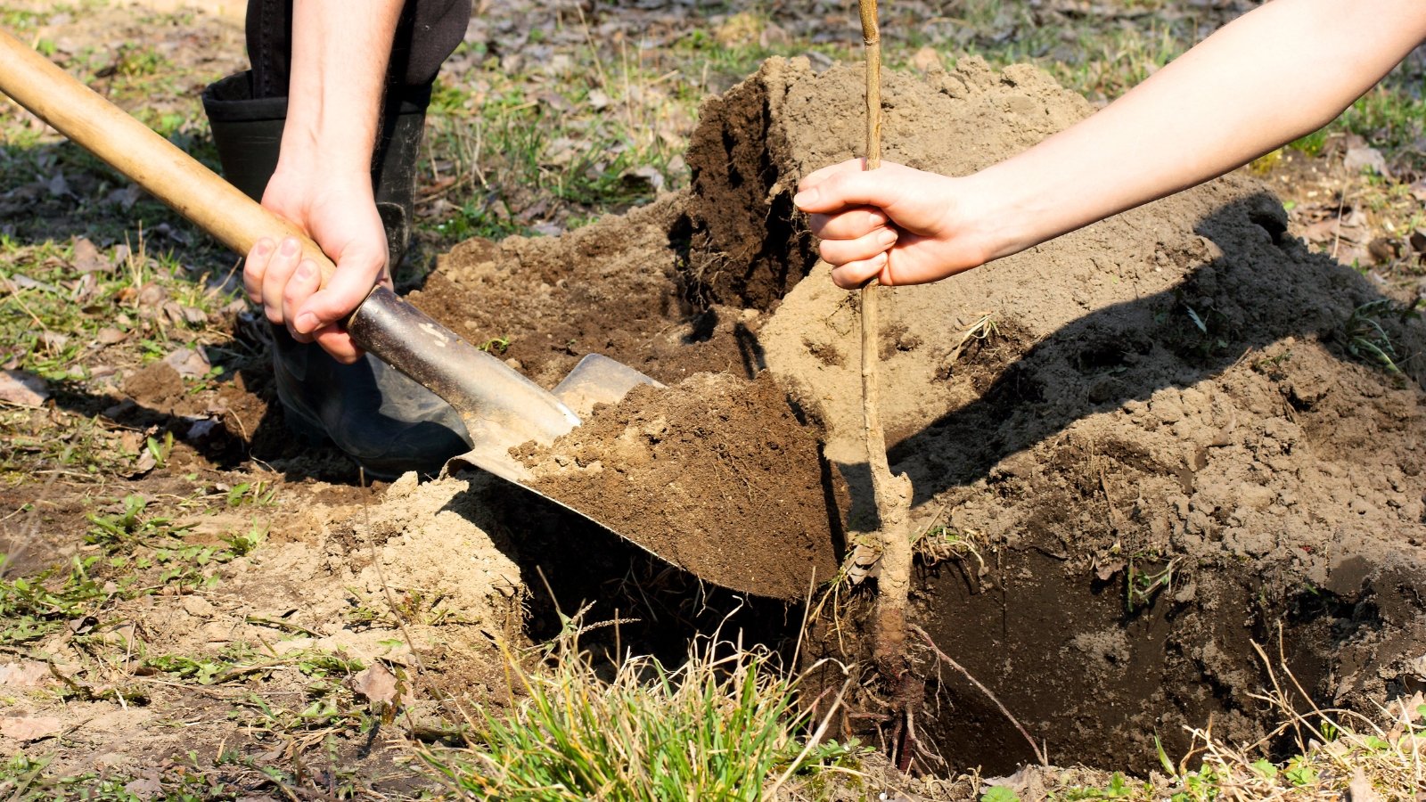 5 Causes Why Fall Is the Greatest Time To Plant Fruit Bushes