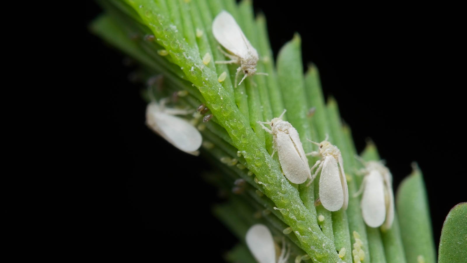 Whiteflies and their eggs on green plant stem.