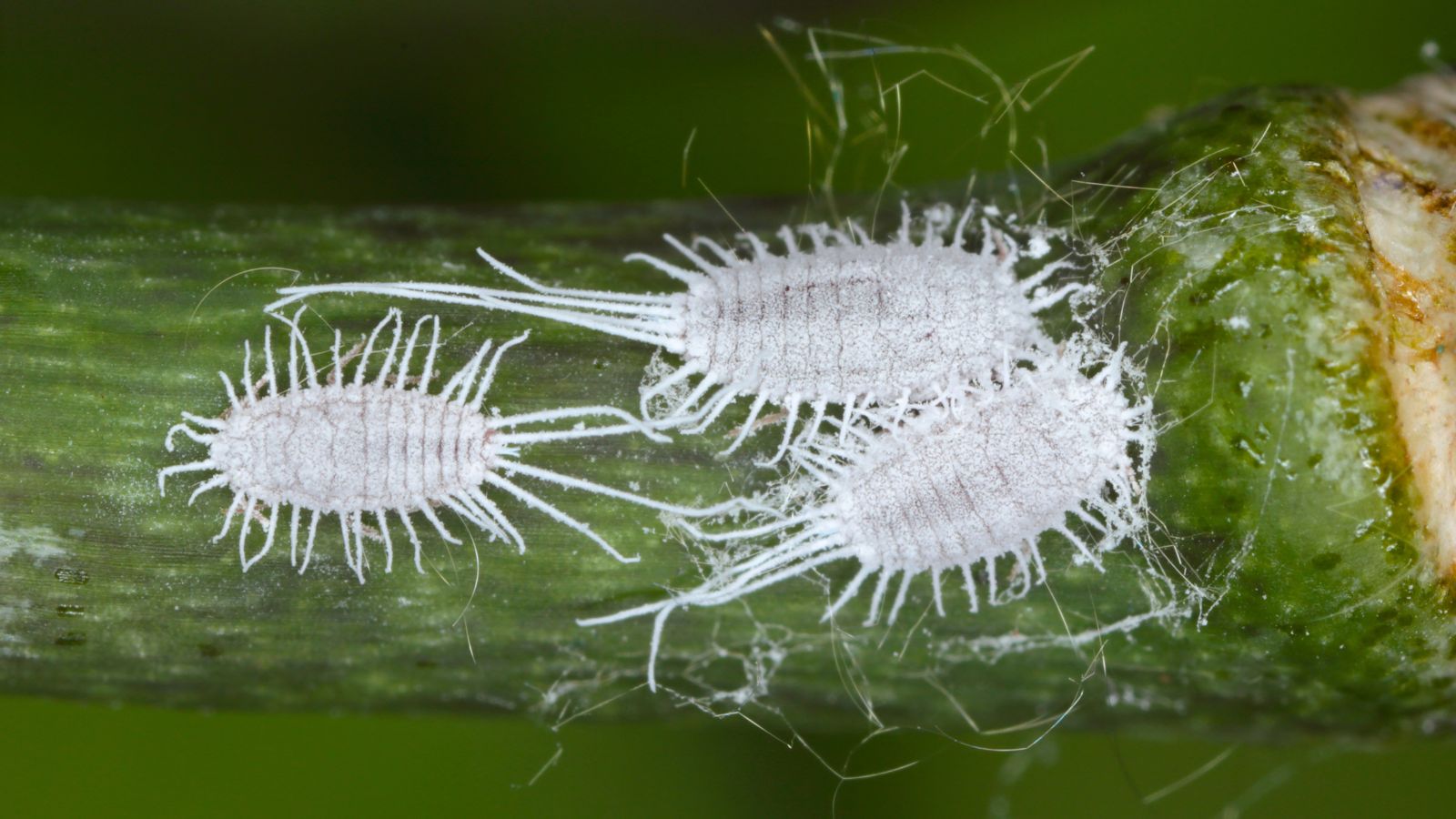 Three white mealybugs appearing bright while crawling on a deep green plant having a waxy and smooth surface