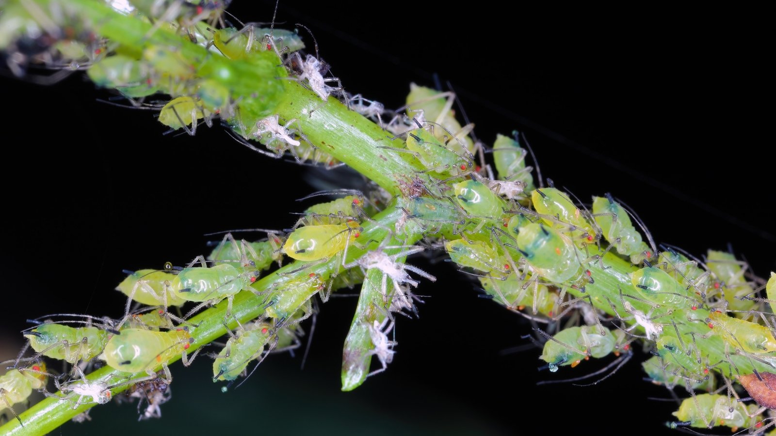 Clusters of tiny, green, pear-shaped aphids, with long antennae and slender bodies, infest the plant's stem, creating a bumpy appearance.