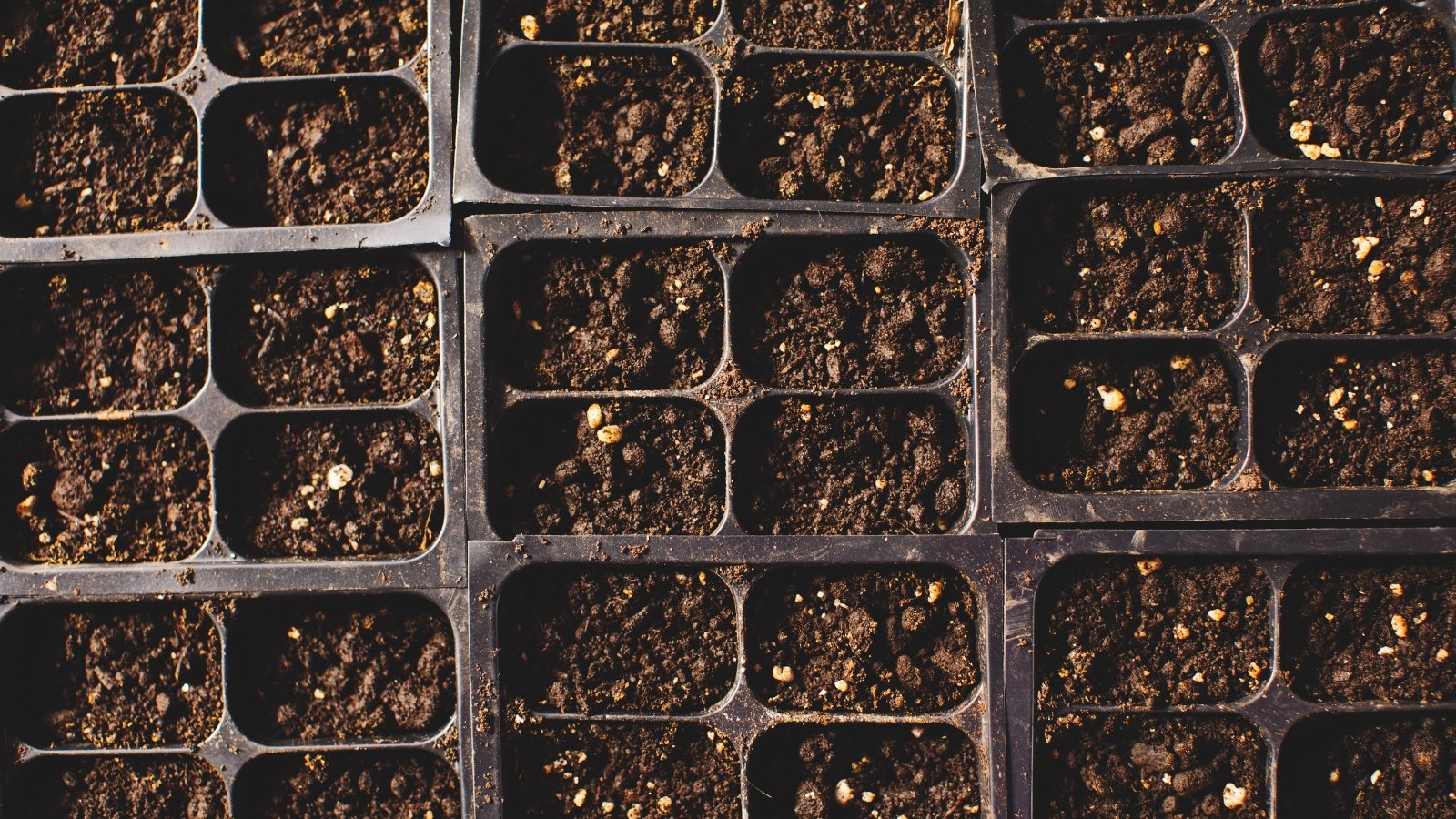 Seed starting trays filled with dark, loose soil, neatly arranged with evenly spaced cells ready for planting.