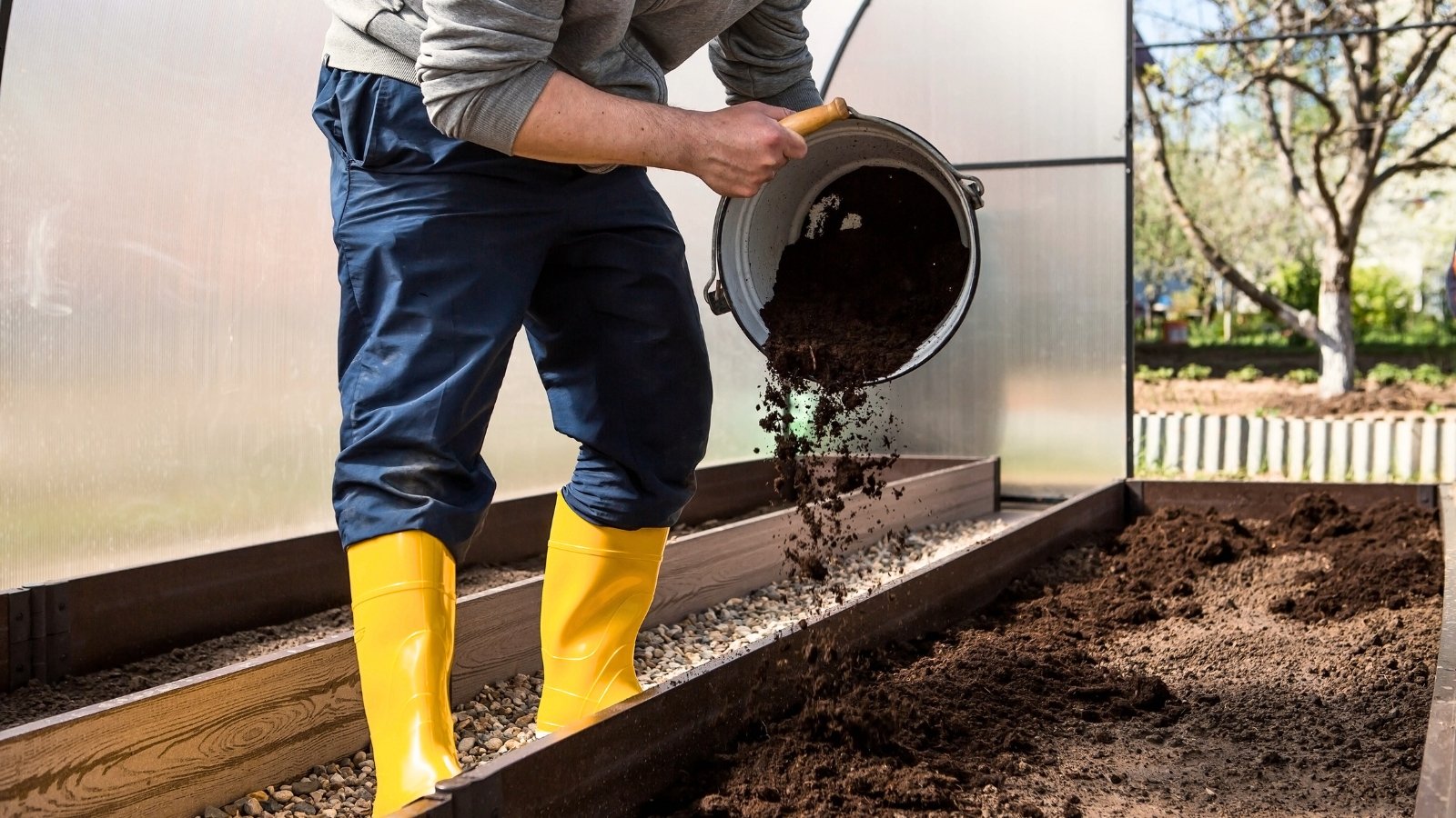 A male gardener wearing yellow rubber boots empties a bucket of fresh black soil onto a raised wooden bed inside a greenhouse.
