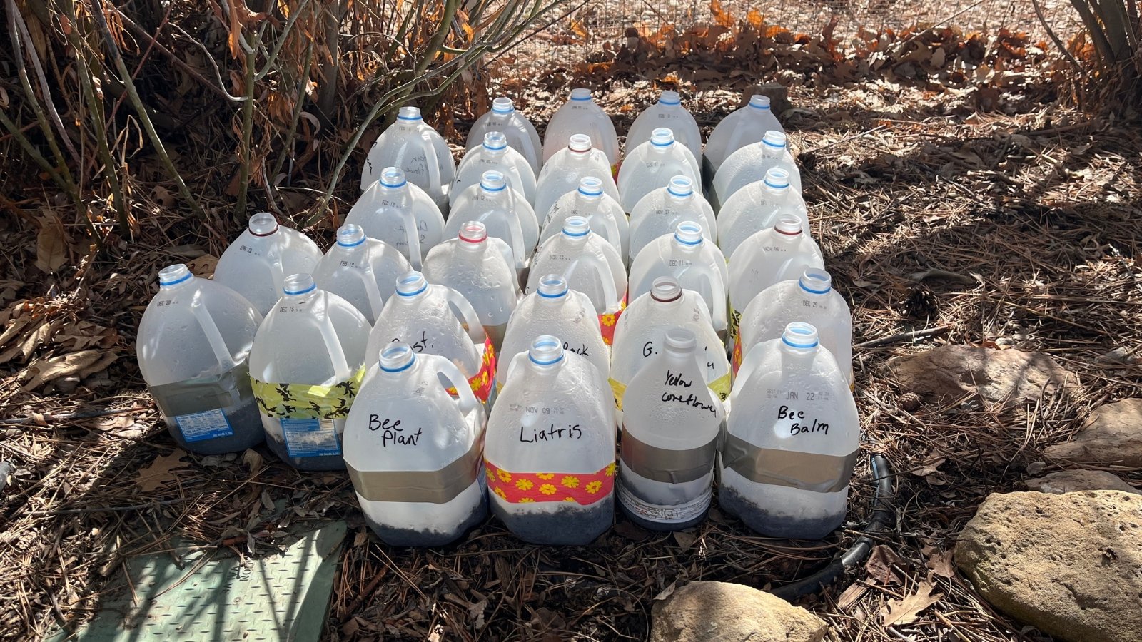 Rows of plastic milk jugs with tops cut off, filled with soil and labeled, functioning as mini greenhouses, arranged on dry ground with mulch and stones.