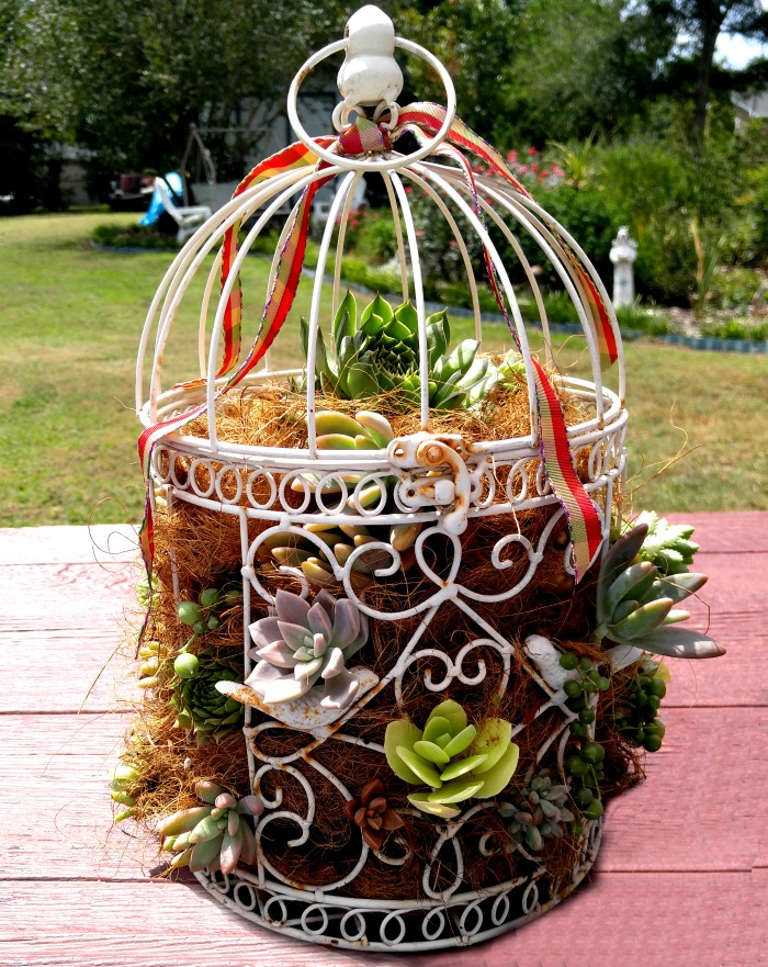 Bird cage Succulent planter