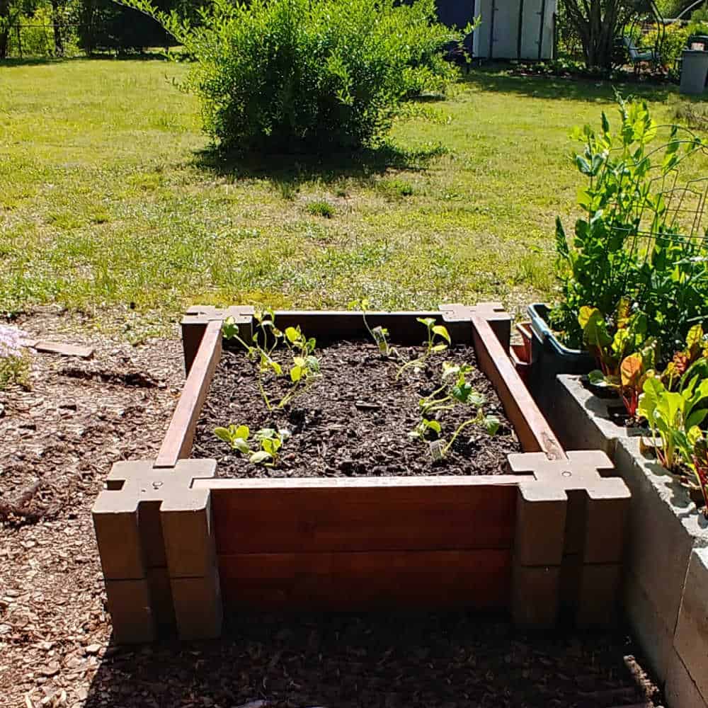 RAised garden bed hear a lawn with a forsythia shrub.