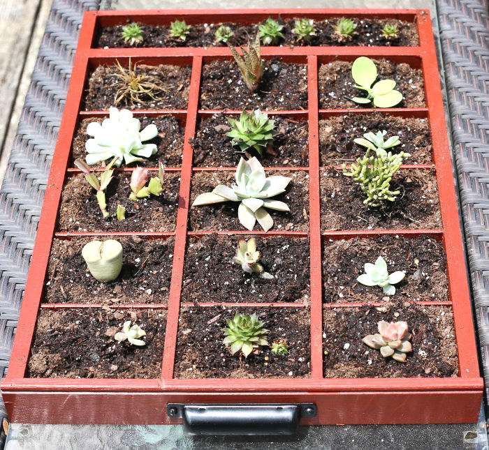 Make your own succulent planter