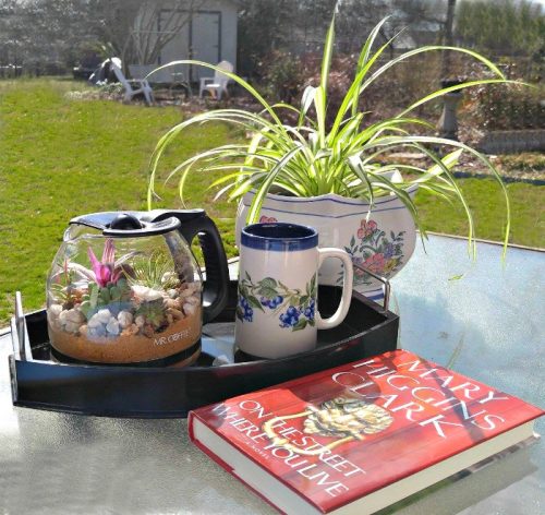 Coffee pot carafe turned into a terrarium