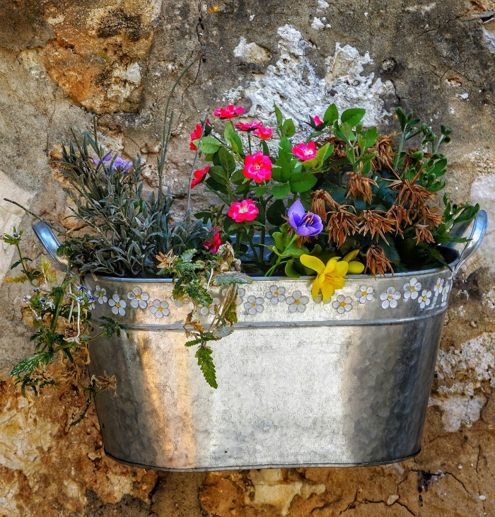 Galvanized bucket used as a planter