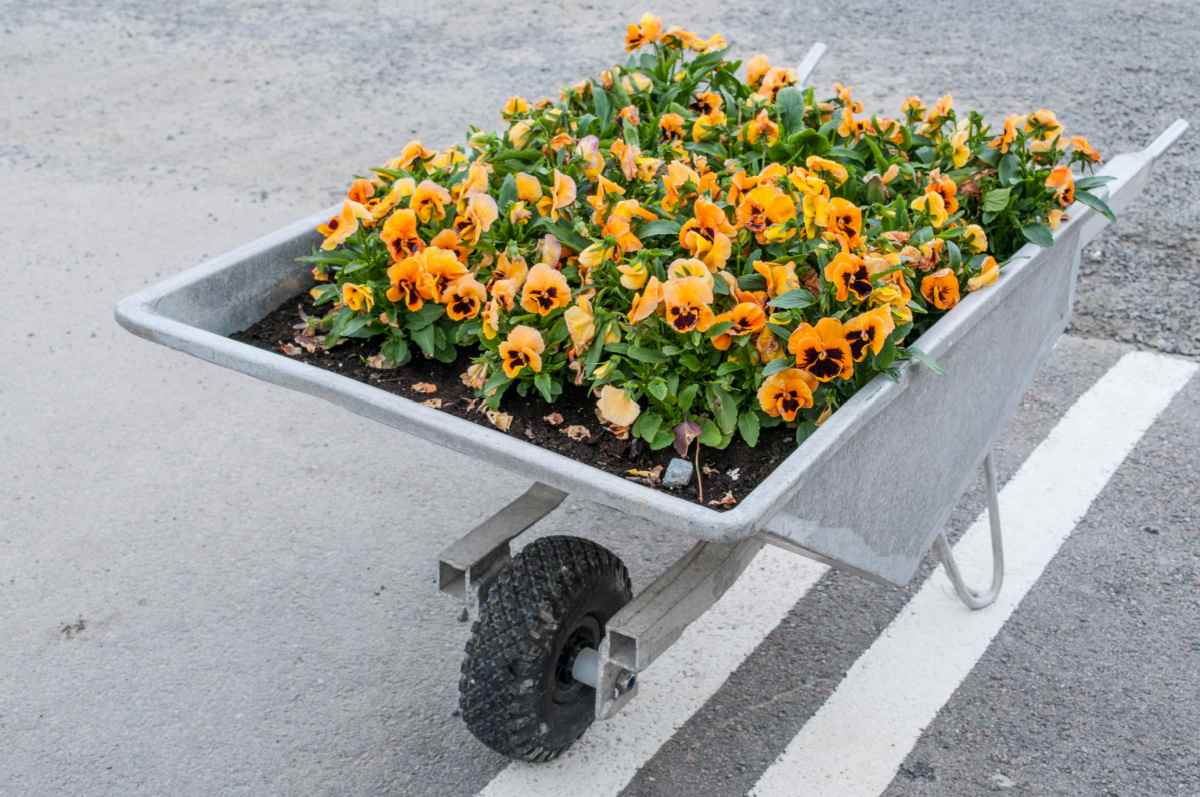 White metal wheelbarrow planter filled with yellow pansies.