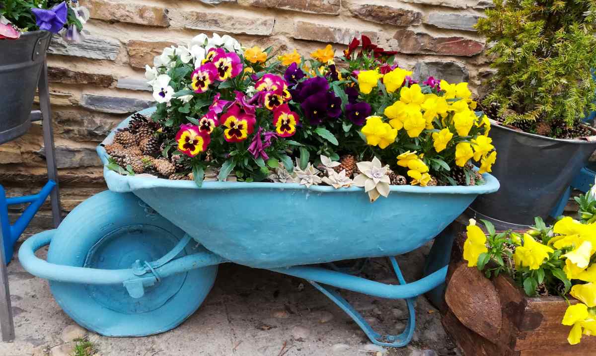 Small blue wheelbarrow filled with daffodils, pansies and succulents.