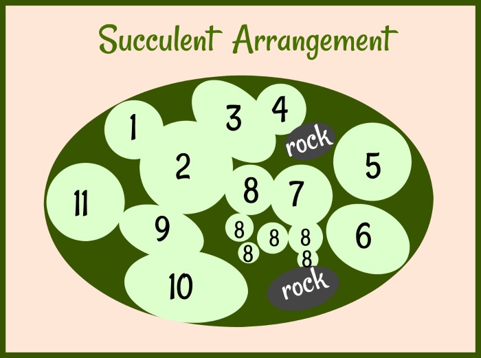 diagram for the succulent arrangement