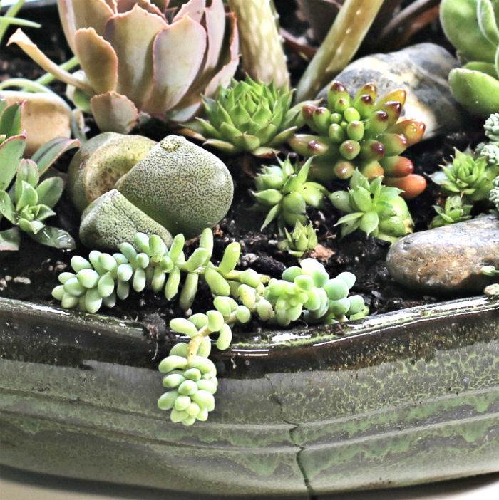 Succulent dish garden close up.