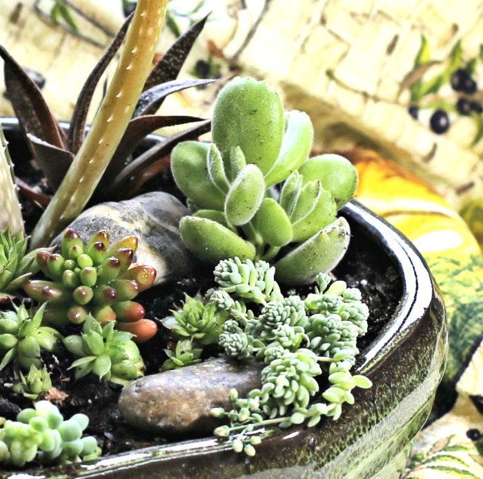 Side view of a DIY succulent arrangement.