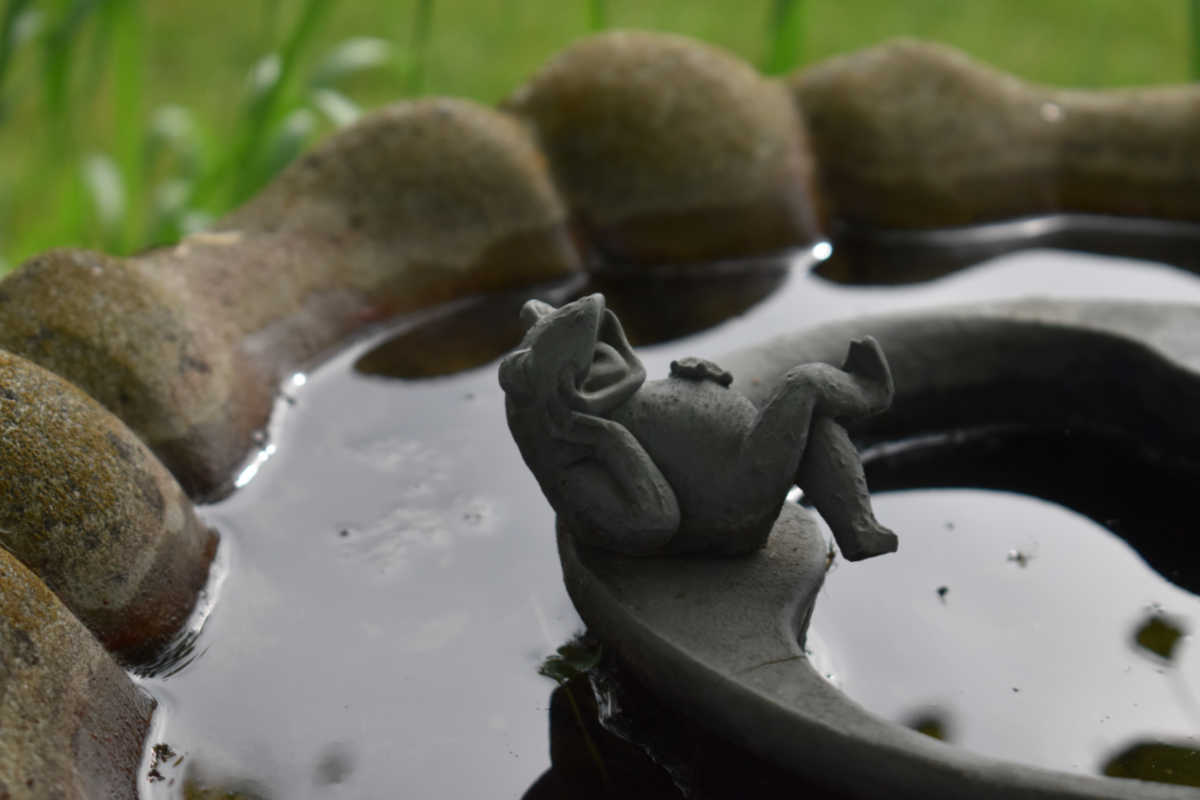 Frog ornament in a bird bath.