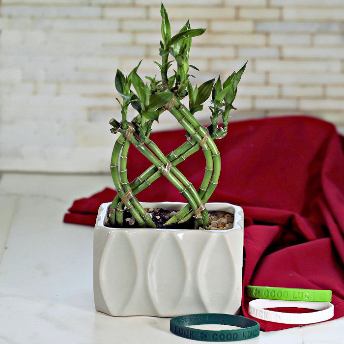 Lucky Bamboo plant