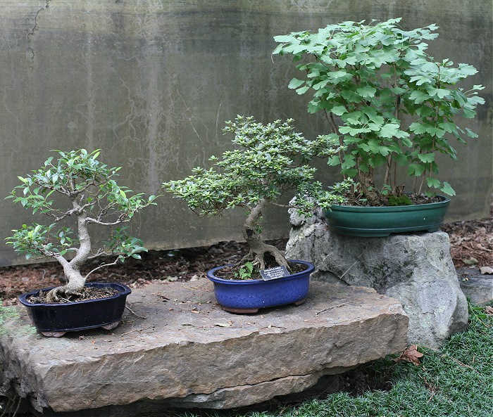 Bonsai plants in pots on stones.