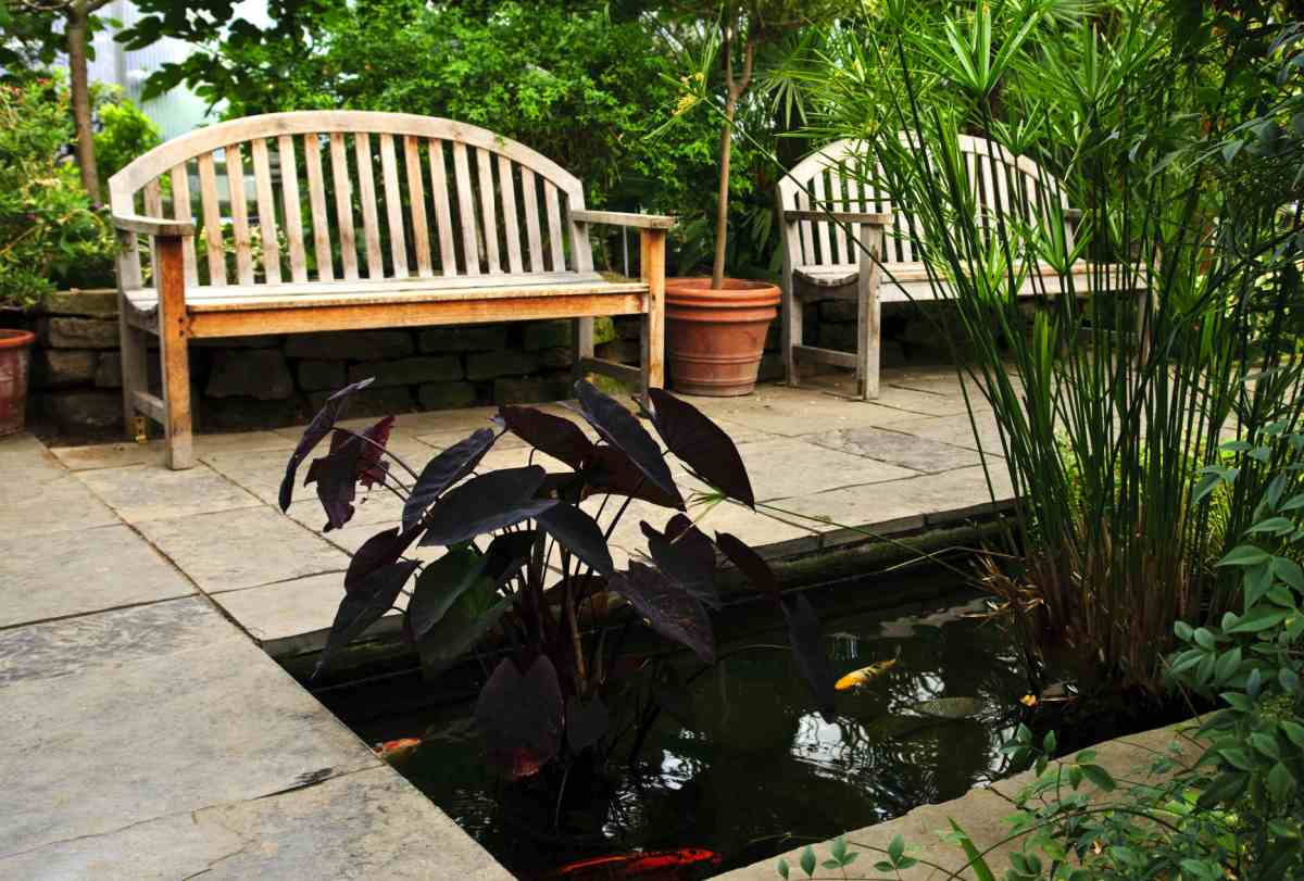 Two wooden benches overlooking a zoi pond with aquatic plants.