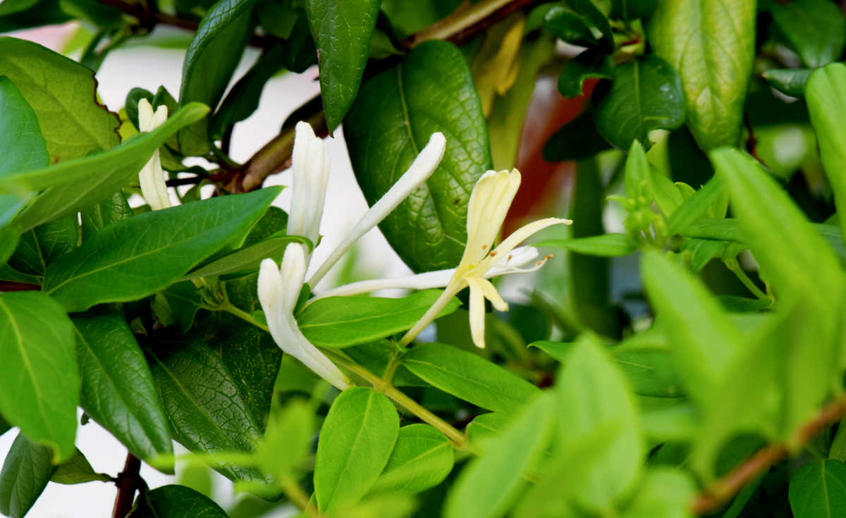 Forsythia flowers.