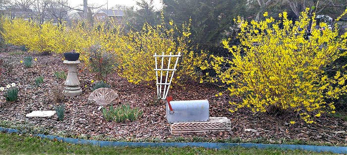 Forsythia bushes in bloom along a chain link fence.