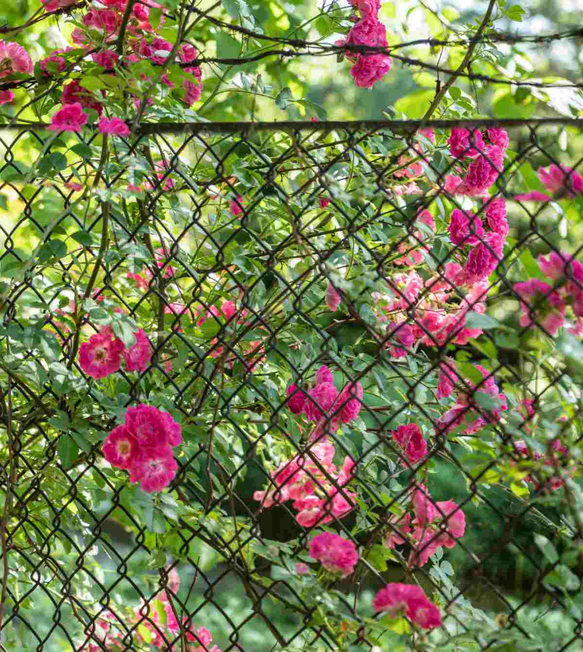 Pink climbing roses on a chain link fence.