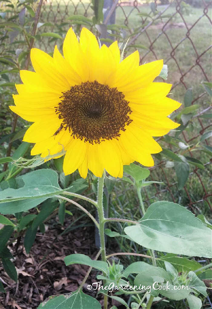 Sunflower against a chain link fence.