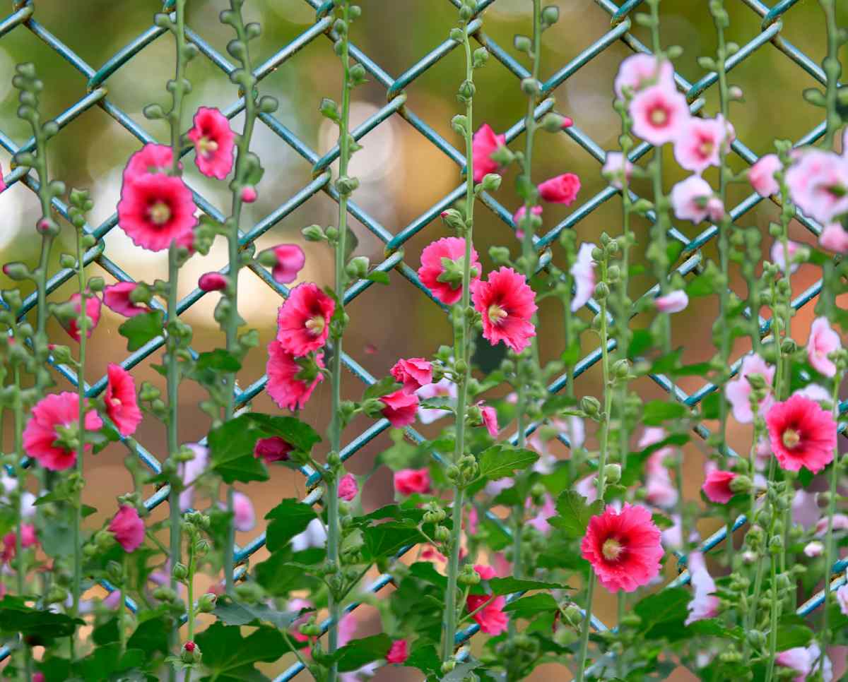 Hollyhock flowers growing along a chain link fence.